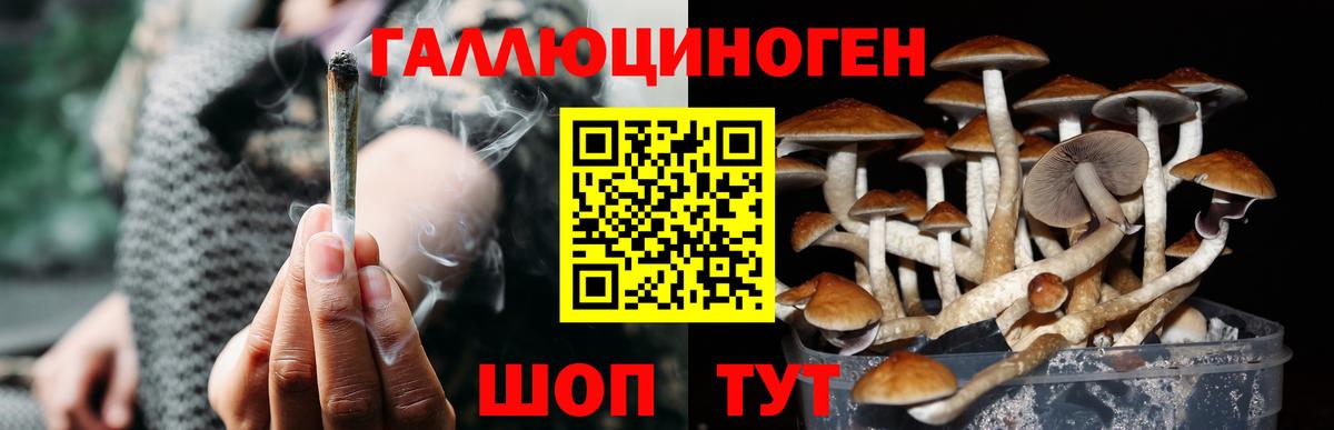 Галлюциногенные грибы Psilocybe Асино
